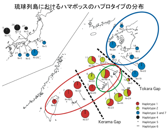 琉球列島におけるハマボックスのハプロタイプの分布
